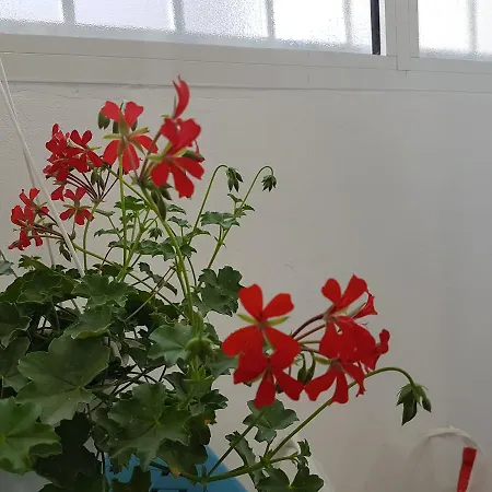 Klent Appartement Pogradec