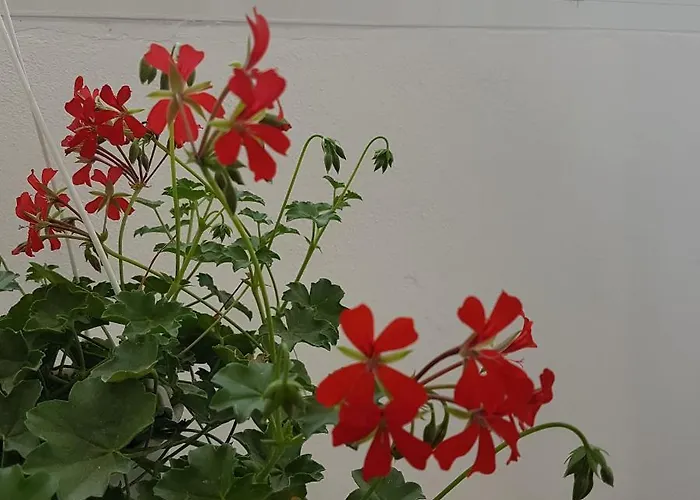 Klent Apartman Pogradec